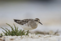 Big Swamp Port Lincoln